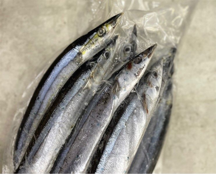  Cá Thu Đao Sanma Size 7 - 9 Con 1Kg 