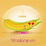  Dương vật giả ngụy trang hình trái bắp Wistone Maize (MS09C) 