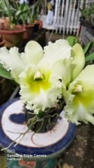 Lan Cattleya cánh trắng họng xanh cốm, hoa to và thơm nhẹ!