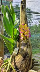 Nhạn tháng 8 ghép lũa, lá xếp, cây chuẩn rừng Gia Lai đã nở hoa tại vườn T8/2022