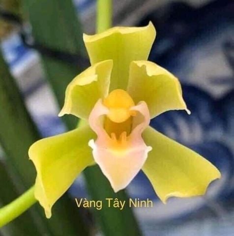 Lan kiếm Vàng Tây Ninh cây tách mẹ.