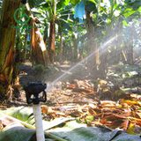  Béc tưới cây LF2400 - Rainbird - Mỹ 