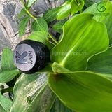 Béc tràn Bubbler bù áp tưới gốc 2.0GPM KRain-Mỹ 