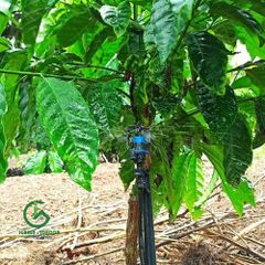 Béc tưới gốc bù áp AQ206PC 50 lít - Ấn Độ