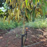  Béc tưới cây bù áp 72 lít – AQ206PC – Ấn Độ 