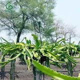  Béc tưới cây rẻ quạt 4 tia 21mm 400 lít không điểm mù AQ230 (Robin) – Ấn Độ 