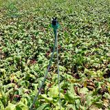  Béc tưới cây rẻ quạt 4 tia 21mm 400 lít không điểm mù AQ230 (Robin) – Ấn Độ 