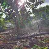  Béc tưới gốc bù áp AQ206PCI 145 lít ren ngoài 16mm – Ấn Độ 