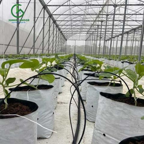  Bộ que cắm nhỏ giọt mũi tên - Knet 
