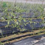  Dây tưới phun mưa phi 27, 42 – Con nai 