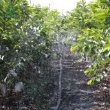  Dây tưới phun mưa phi 27, 42 – Con nai 