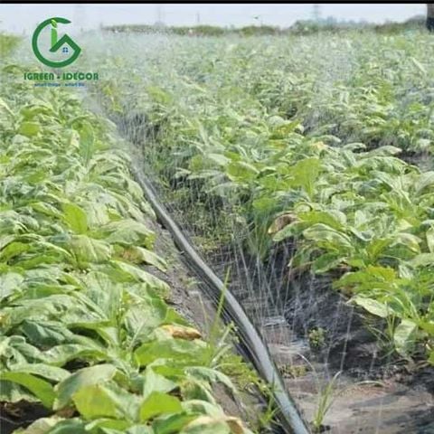  Dây tưới phun mưa phi 42 Sanfu Đài Loan 
