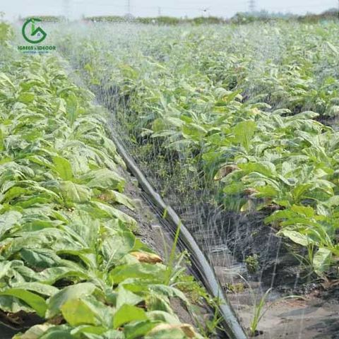  Dây tưới phun mưa phi 42. 34 con nai Vàng loại A 