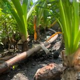  Ống tưới nhỏ giọt sân vườn KRain Mỹ phi 17mm hàng cao cấp 