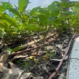  Ống tưới nhỏ giọt sân vườn KRain Mỹ phi 17mm hàng cao cấp 