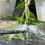  Béc tràn tưới gốc bù áp Bubbler có thể chỉnh lưu lượng TB-ADJ của KRain-Mỹ 