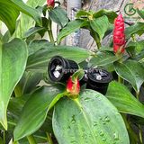  Miệng phun FN Series phun dải bên hông 15SS Fix 360 độ KRain-Mỹ 