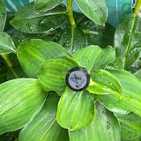  Béc tràn Bubbler bù áp tưới gốc 1.0GPM KRain-Mỹ 