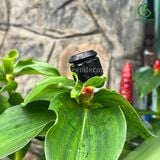  Béc tràn tưới gốc bù áp Bubbler có thể chỉnh lưu lượng TB-ADJ của KRain-Mỹ 