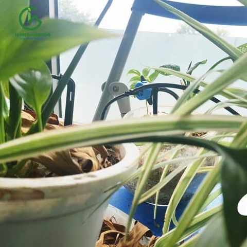  Cây cắm nhỏ giọt Knet 2.2l/h 