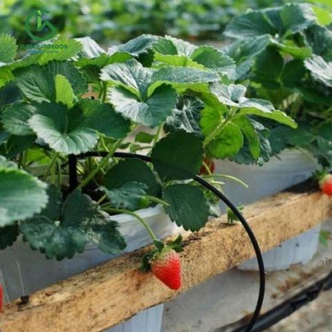  Cây cắm nhỏ giọt Knet 2.2l/h 