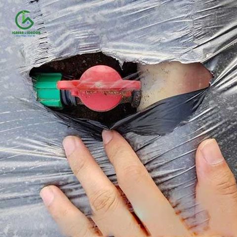  Van khởi thủy dây nhỏ giọt dẹp 16mm, roan cao su 