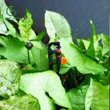  Béc tưới có van điều chỉnh nước - VAN5000 