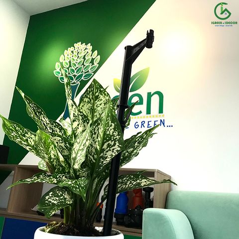  Cây cắm đỡ béc tưới cao 43cm – Ấn Độ 