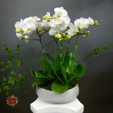  Chậu Lan Mini trắng 5 cành 