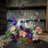 Purple Box 