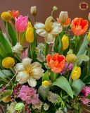  Tulip Garden 