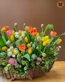  Tulip Garden 