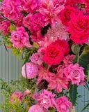  Grand Pink Cascade 