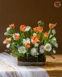  Orange - White Tulip 