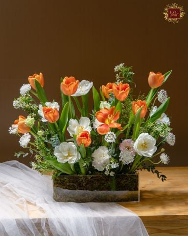  Orange - White Tulip 