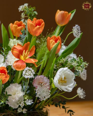  Orange - White Tulip 