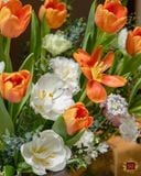  Orange - White Tulip 