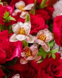  Passion Bloom 