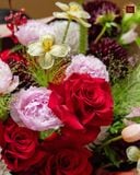  Crimson Elegance 