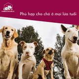  Cardio Canine - Hỗ Trợ Tim Mạch Chó - VETRISCIENCE - Preorder 