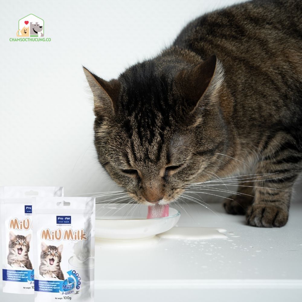  Sữa Bột Dinh Dưỡng Cho Mèo Miu Milk Pro Pet 100gr 