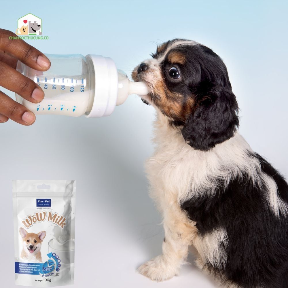  Sữa Bột Dinh Dưỡng Cho Chó Wow Milk Pro Pet 100gr 