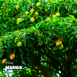 XOÀI SẤY DẺO - Nguyên Bản 
