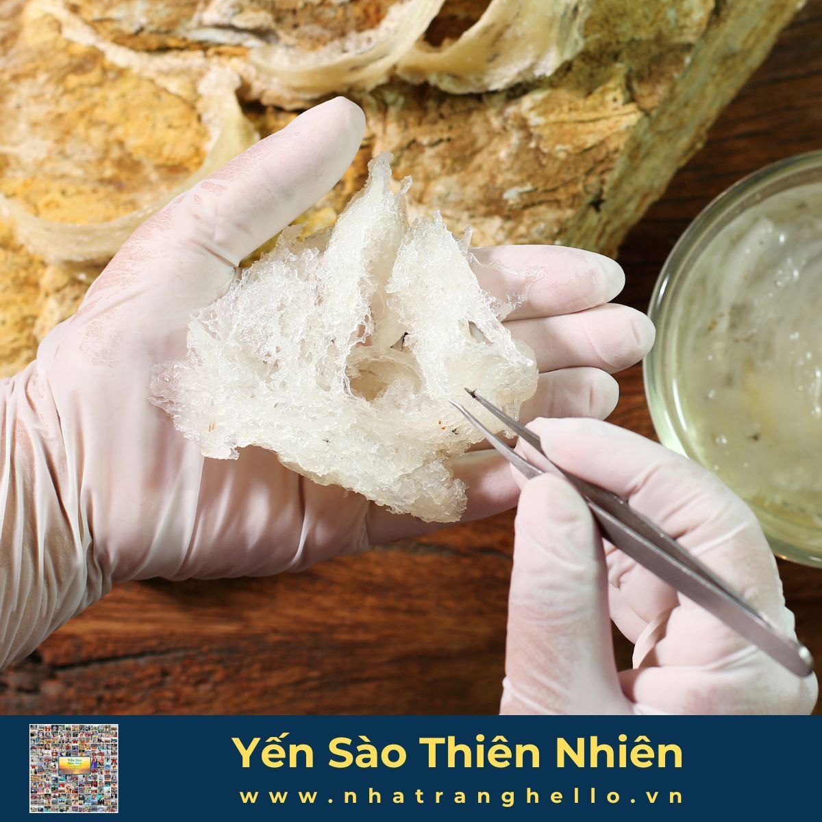  Gia Công -Tổ Yến Sào Tại Khánh Hòa 