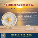  Gia Công -Tổ Yến Sào Tại Khánh Hòa 