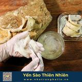  Bạch Yến - Tổ Yến Sào Nguyên Chất - Hộp 100g - Sản xuất tại Nha Trang 