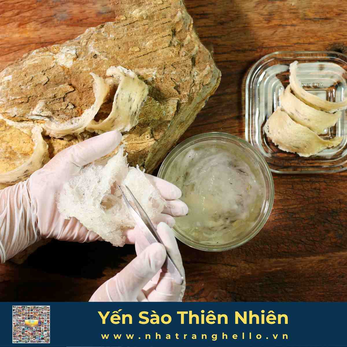  Bạch Yến - Tổ Yến Sào Nguyên Chất - Hộp 100g - Sản xuất tại Nha Trang 