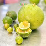  BƯỞI ĐEN - Thảo Dược Lên Men 