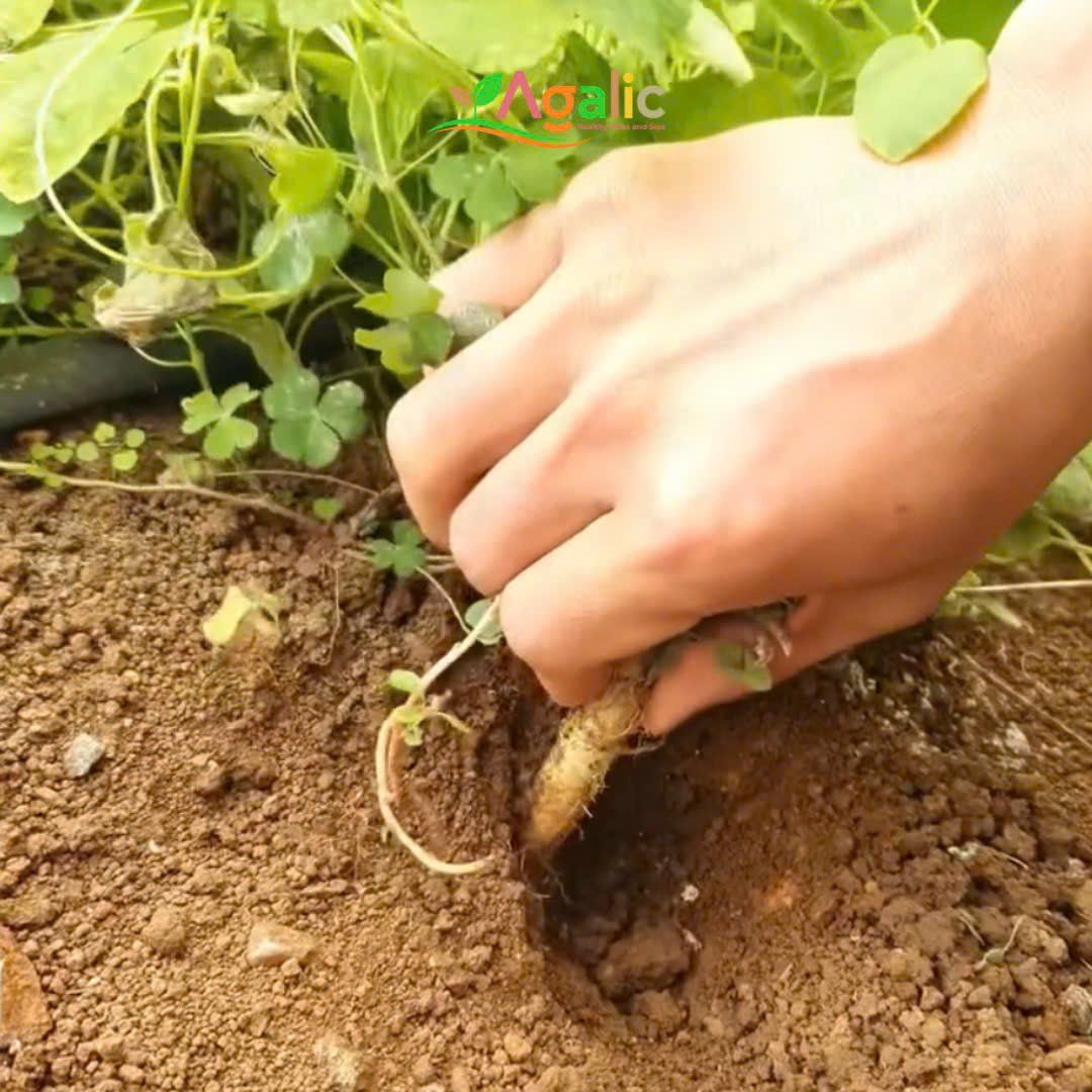  SÂM ĐEN - Thảo Dược Lên Men 