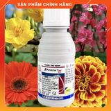  Amistar Top 325SC  100ml – Thuốc trị phấn trắng hoa hồng, thán thư, thối thân CỰC MẠNH hoa lan . Nông Dược Xanh 